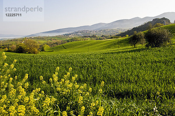 Landschaft  Umgebung von Montecchio  Umbrien  Italien