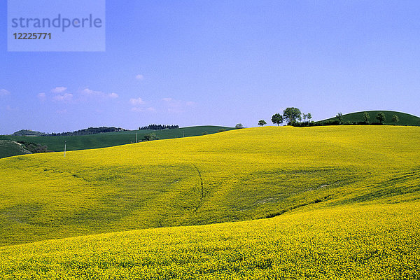 Landschaft von Siena  Toskana  Italien