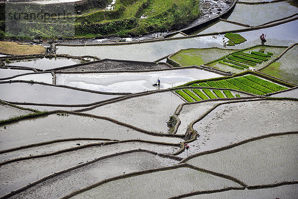 Philippinen  Banaue-Reisfelder