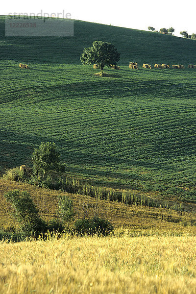 Landschaft von Siena  Toskana  Italien