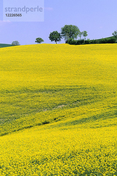 Landschaft von Siena  Toskana  Italien