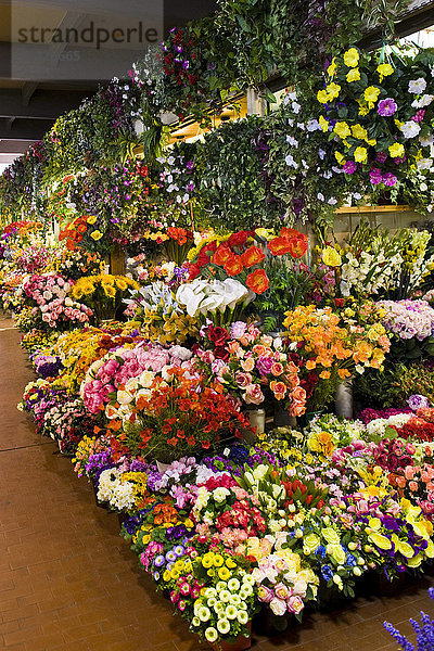 Mercato dei fiori  Blumenmarkt  Ventimiglia  Provinz Imperia  Ligurien  Italien
