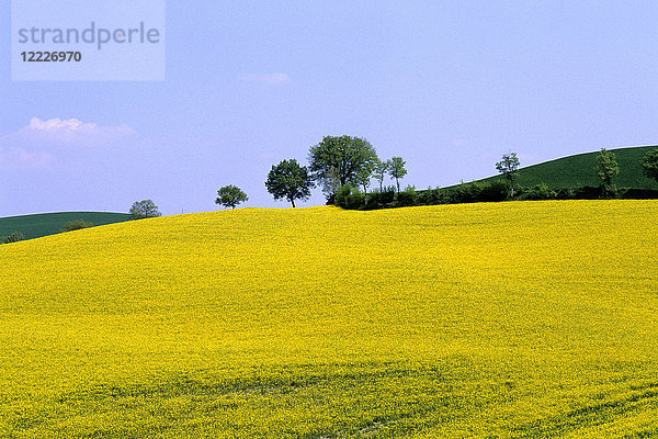 Landschaft von Siena  Toskana  Italien