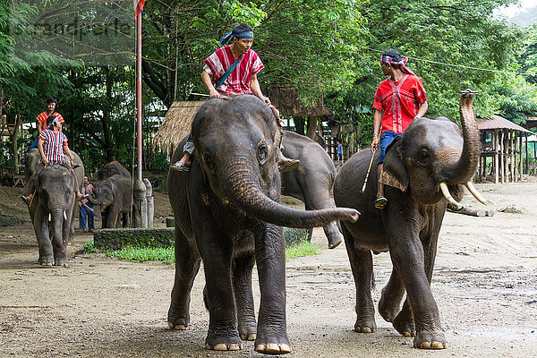 Asien  Thailand  Mae Rim  Maetaman Elefantencamp  Reitlehrer auf Elefanten