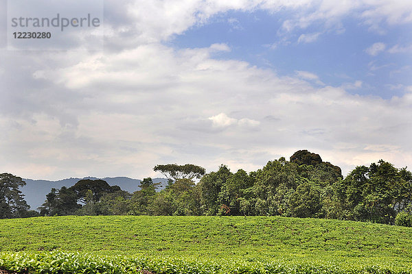 Ruanda  Nyungwe-Nationalpark  Teeplantage