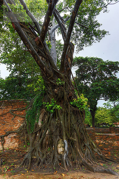 Asien  Thailand  Ayutthaya  Tempelruine Wat Mahathat  Buddha-Kopf in Baumwurzeln