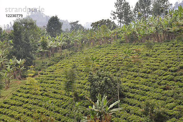 Uganda  Queen Elizabeth National Park  Auf dem Weg zum Bwindi Wald  Teeplantage