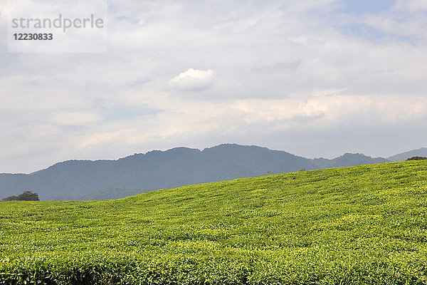 Ruanda  Nyungwe-Nationalpark  Teeplantage