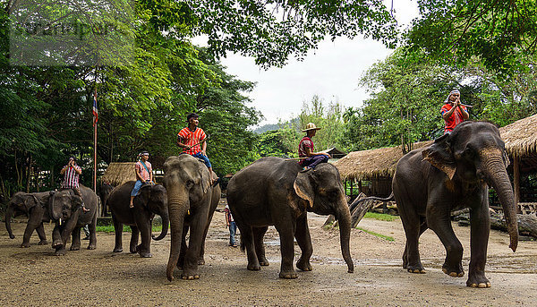 Asien  Thailand  Mae Rim  Maetaman Elefantencamp