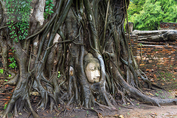 Asien  Thailand  Ayutthaya  Tempelruine Wat Mahathat  Buddha-Kopf in Baumwurzeln