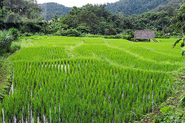 Asien  Thailand  Chiang Mai  Reisfeld