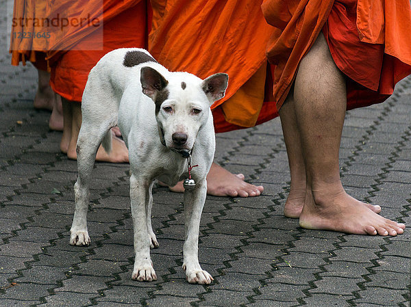 Asien  Thailand  Chiang Mai  Hund mit buddhistischen Mönchen
