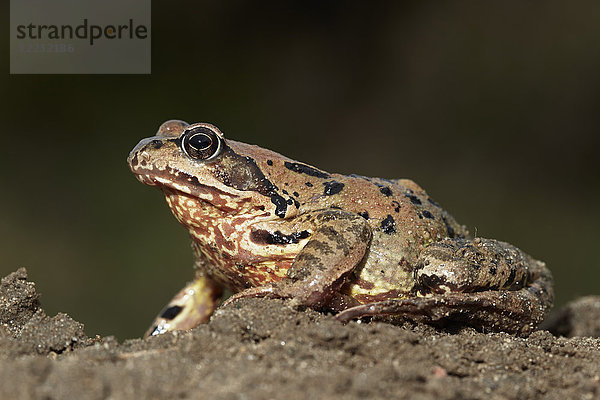 Laubfrosch  Rana temporaria  Geesthacht  Schleswig-Holstein  Deutschland  Europa