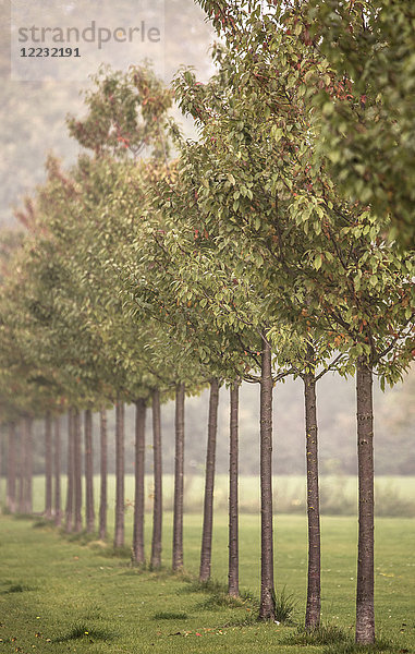 Baumreihe  Region Niederrhein  Deutschland  Europa