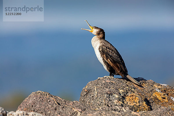 Kormoran  Phalacrocorax carbo  Europa