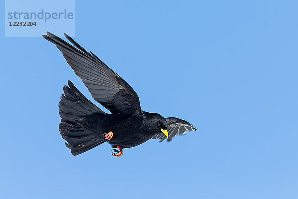 Alpendohle  Pyrrhocorax graculus  Europa