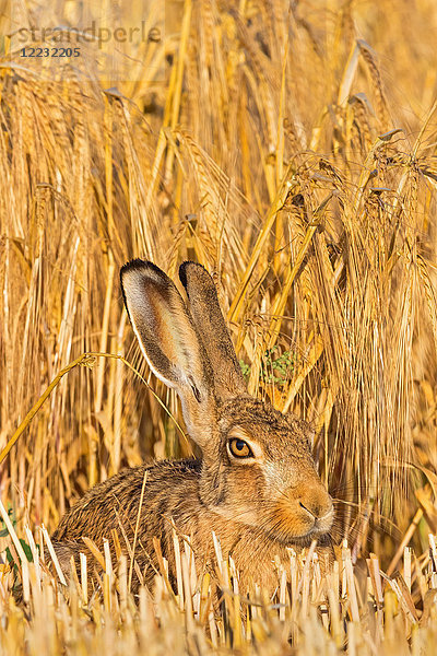 Feldhase  Lepus europaeus  Europa