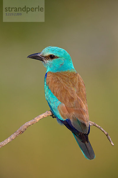 Blauracke  Coracias garrulus  Europa