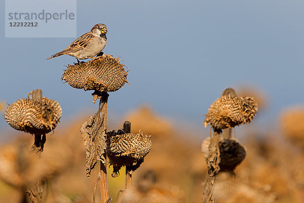 Haussperling  Passer domesticus  Europa