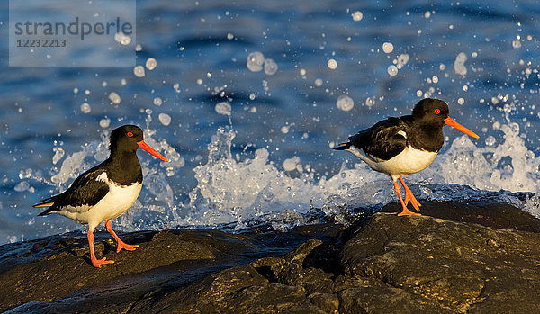 Austernfischer  Haematopus ostralegus  Europa