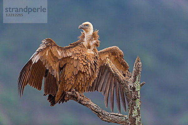 Gänsegeier  Gyps fulvus  Europa