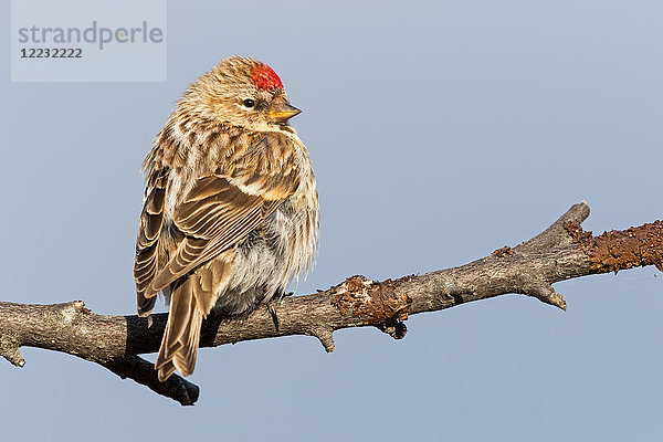 Birkenzeisig  Carduelis flammea  Europa