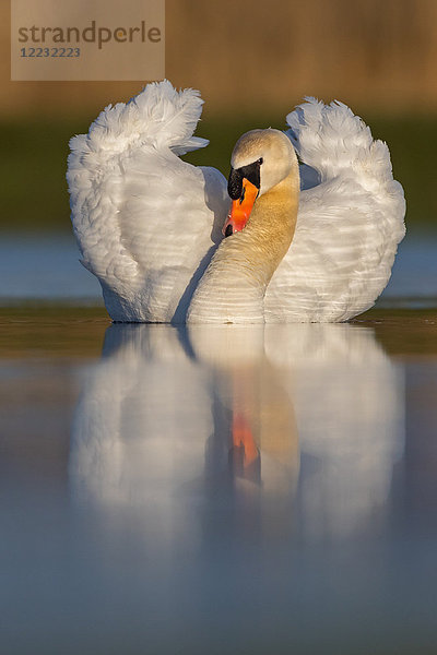 Höckerschwan  Cygnus olor  Europa