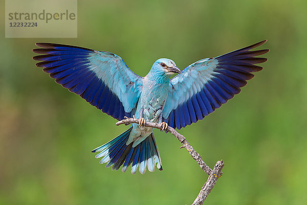 Blauracke  Coracias garrulus  Europa