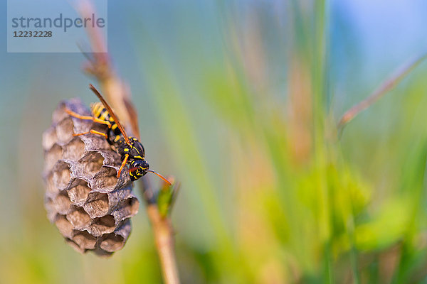 Europäische Papierwespe  Polistes dominula  Europa