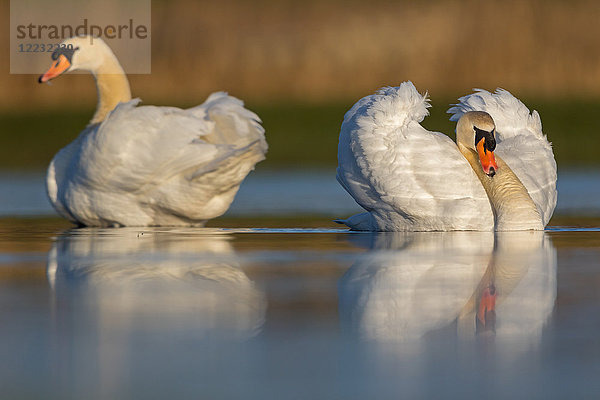 Höckerschwan  Cygnus olor  Europa