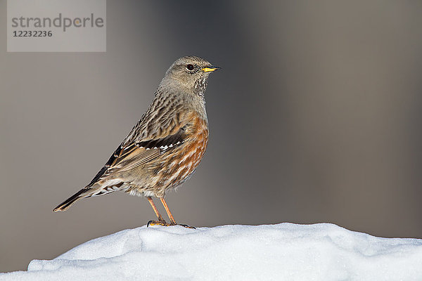 Alpenbraunelle  Prunella collaris  Europa