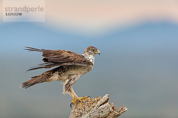 Habichtsadler  Hieraaetus fasciatus  Europa