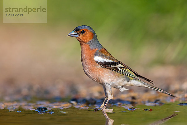 Buchfink  Fringilla coelebs  Europa