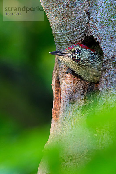 Grünspecht  Picus viridis  Europa