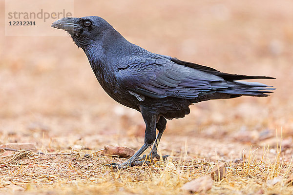 Rabe  Corvus corax  Europa