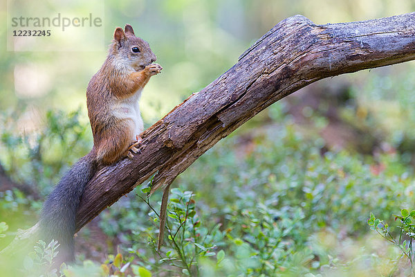 Rotes Eichhörnchen  Sciurus vulgaris  Europa