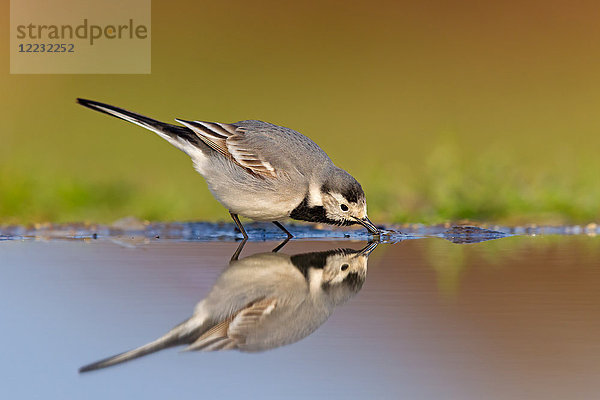 Bachstelze  Motacilla alba  Europa