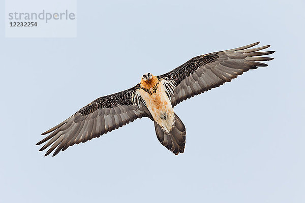 Bartgeier  Gypaetus barbatus  Europa