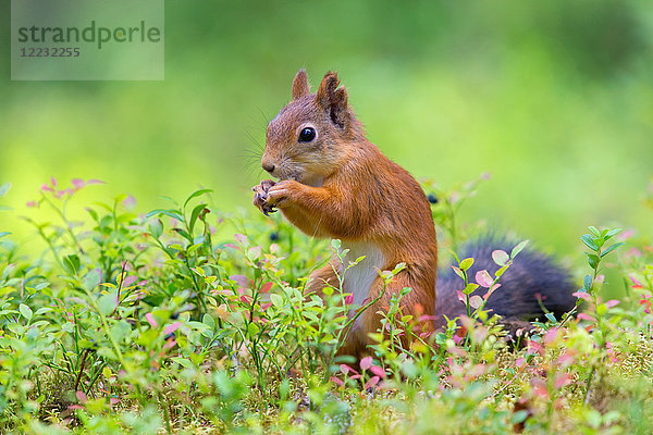 Rotes Eichhörnchen  Sciurus vulgaris  Europa