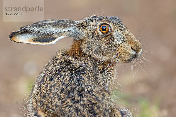 Feldhase  Lepus europaeus  Europa