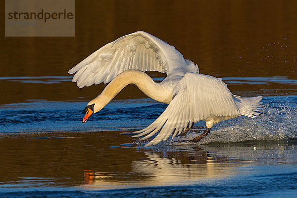 Höckerschwan  Cygnus olor  Europa