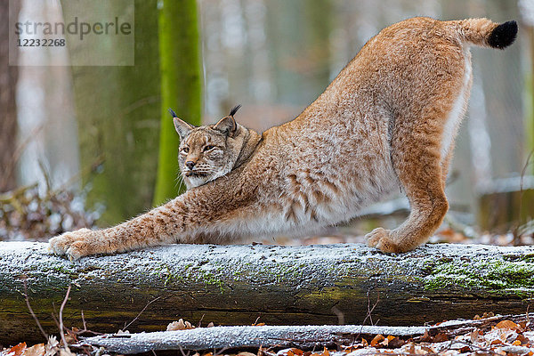 Luchs  Lynx lynx  Europa