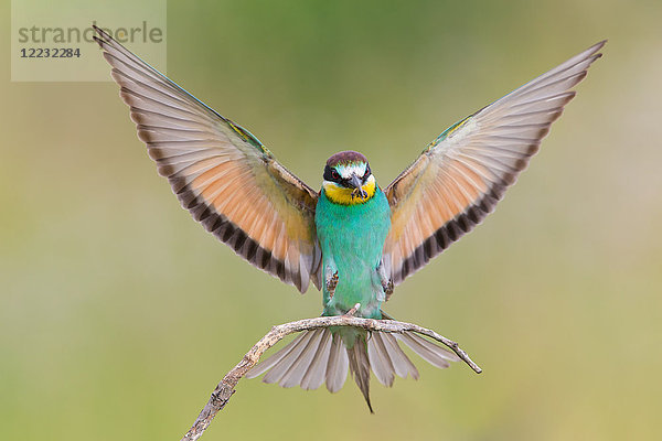 Bienenfresser  Merops apiaster  Europa