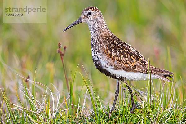 Alpenstrandläufer  Calidris alpina  Europa