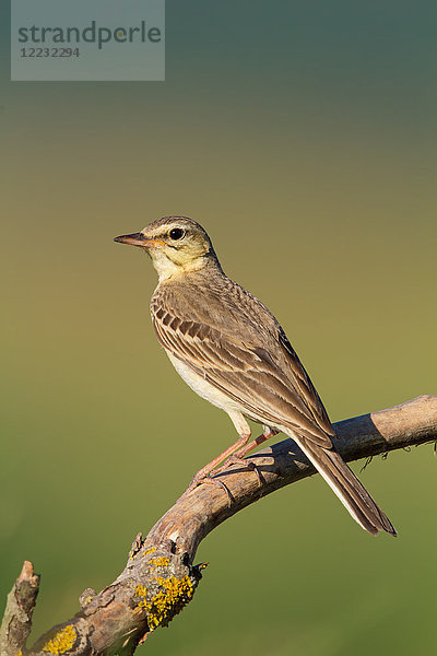 Brachpieper  Anthus campestris  Europa