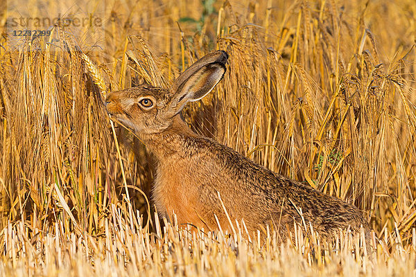 Feldhase  Lepus europaeus  Europa