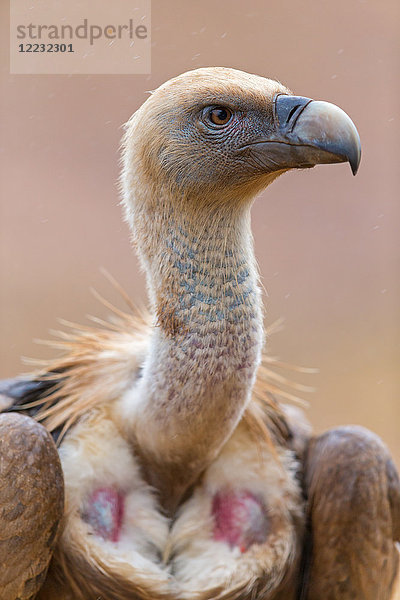 Gänsegeier  Gyps fulvus  Europa