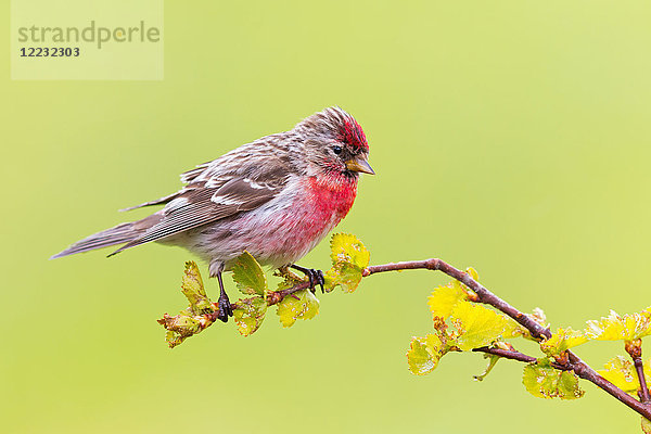 Birkenzeisig  Carduelis flammea  Europa