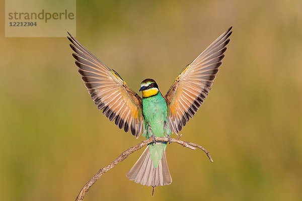 Europäischer Bienenfresser  Merops apiaster  Europa