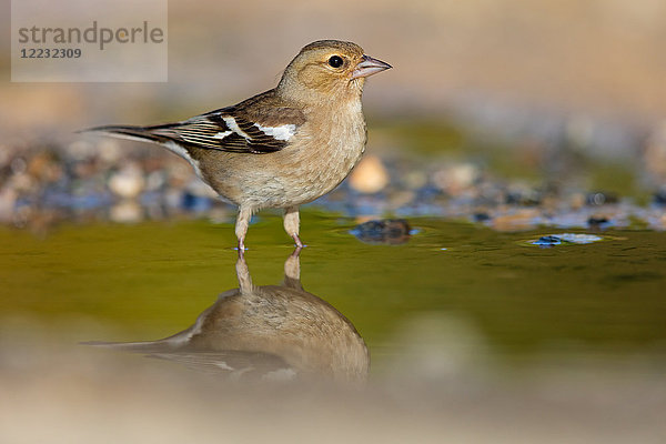 Buchfink  Fringilla coelebs  Europa